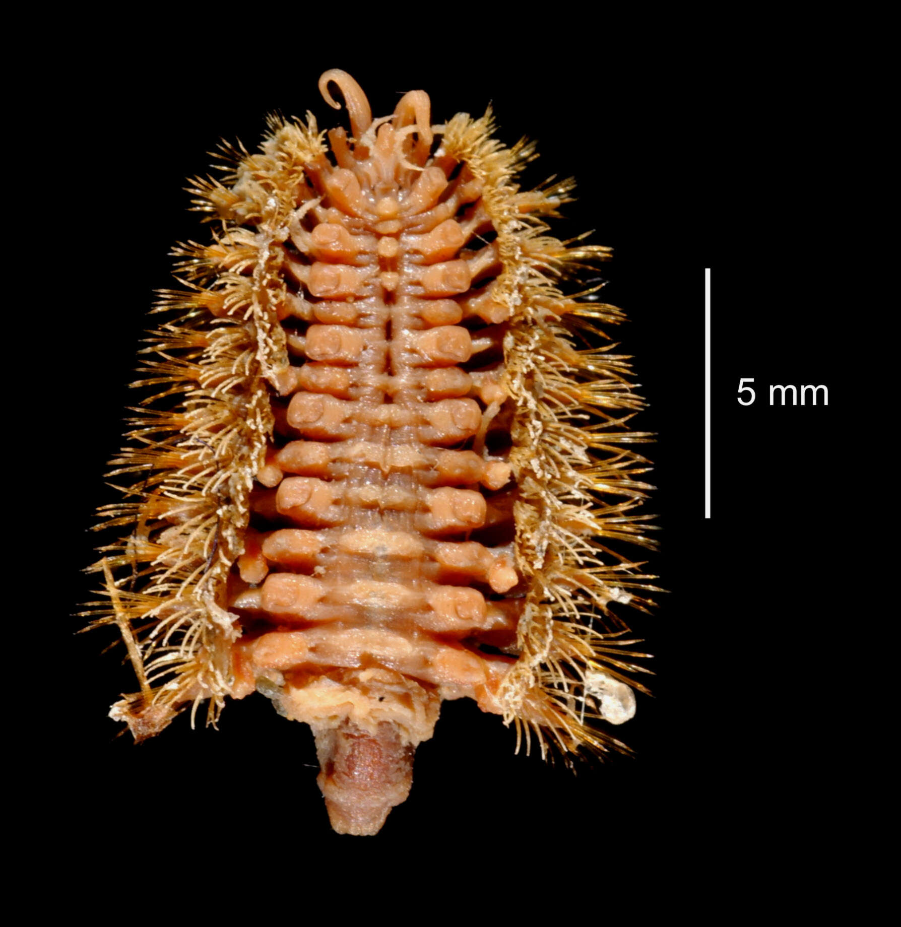 Image de Barrukia cristata (Willey 1902)