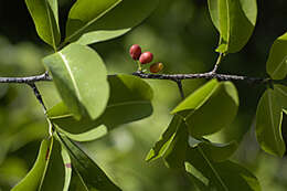 Image of Xylosma ilicifolia Northr.