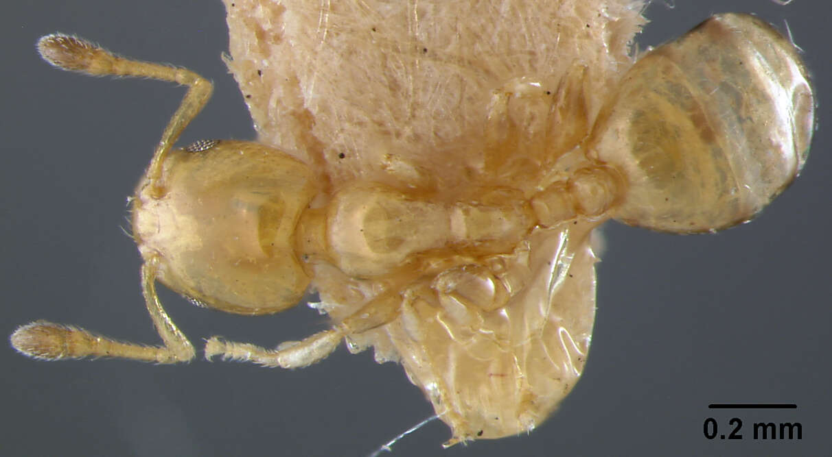 Image of Xenomyrmex stollii Forel 1885