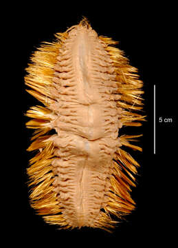 Image of Eulagisca gigantea Monro 1939