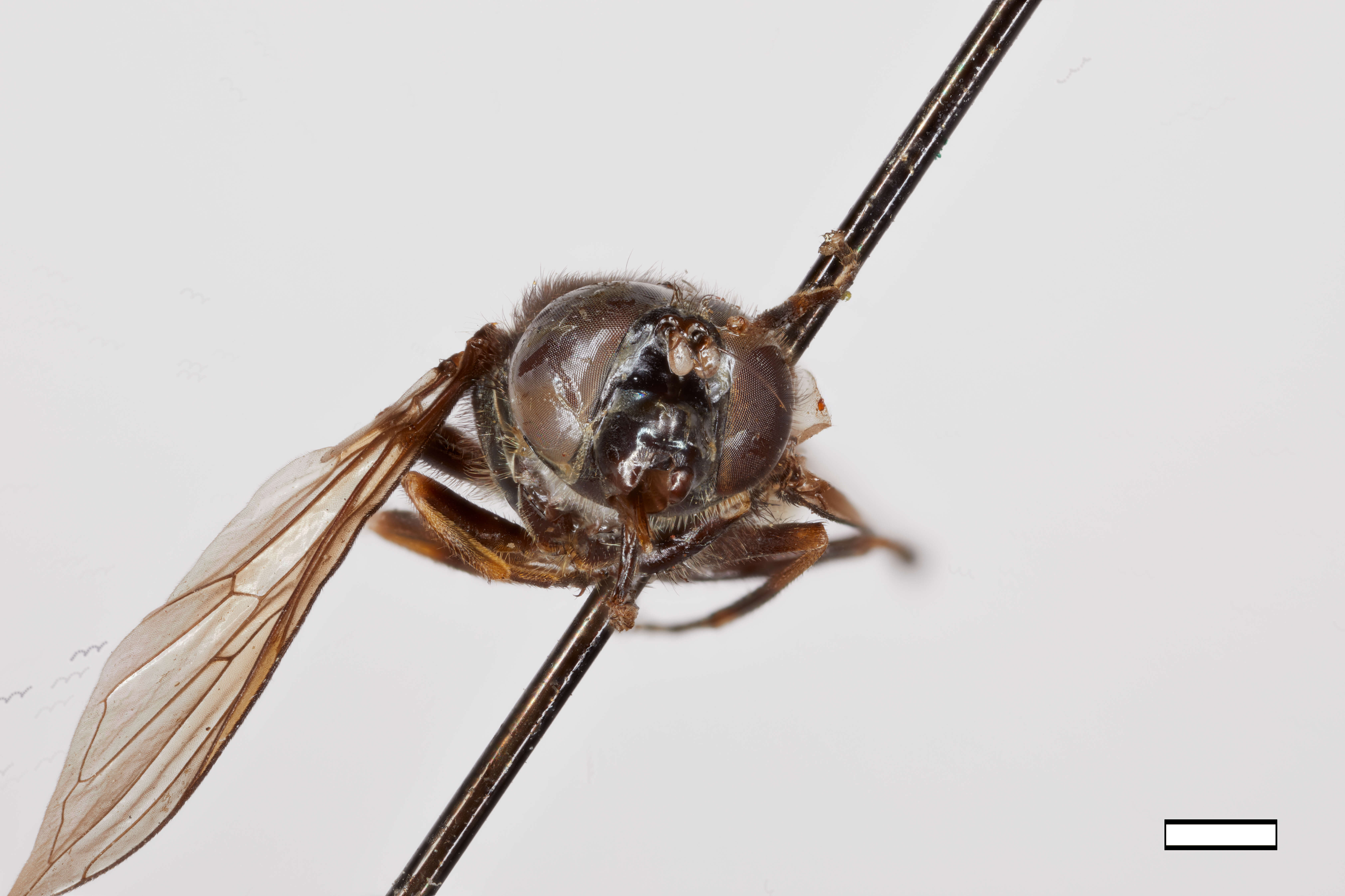 Image of Cartosyrphus hesperia Shannon