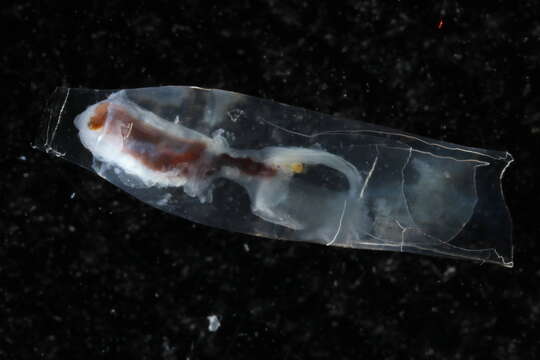 Image of cigar pteropod