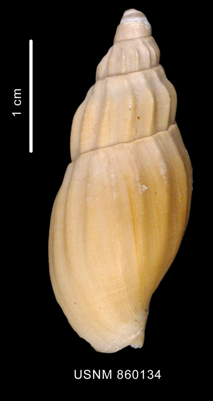 Image of Miomelon eltanini Dell 1990