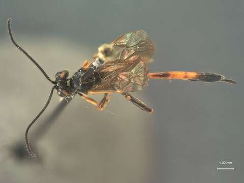 Image of Barylypa huachucana Dasch 1984