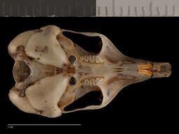 Image of Perognathus amplus pergracilis Goldman 1932