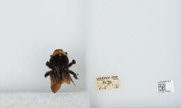 Bombus auricomus (Robertson 1903) resmi