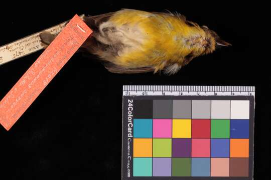 Image of Chrysothlypis chrysomelas chrysomelas (Sclater, PL & Salvin 1869)