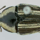 Image of Linonotus longirostris Casey 1922