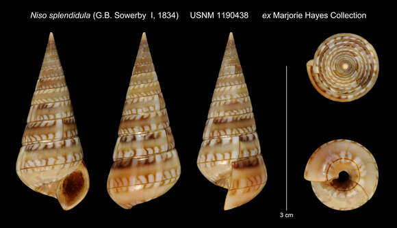 Image of Niso splendidula (G. B. Sowerby I 1834)