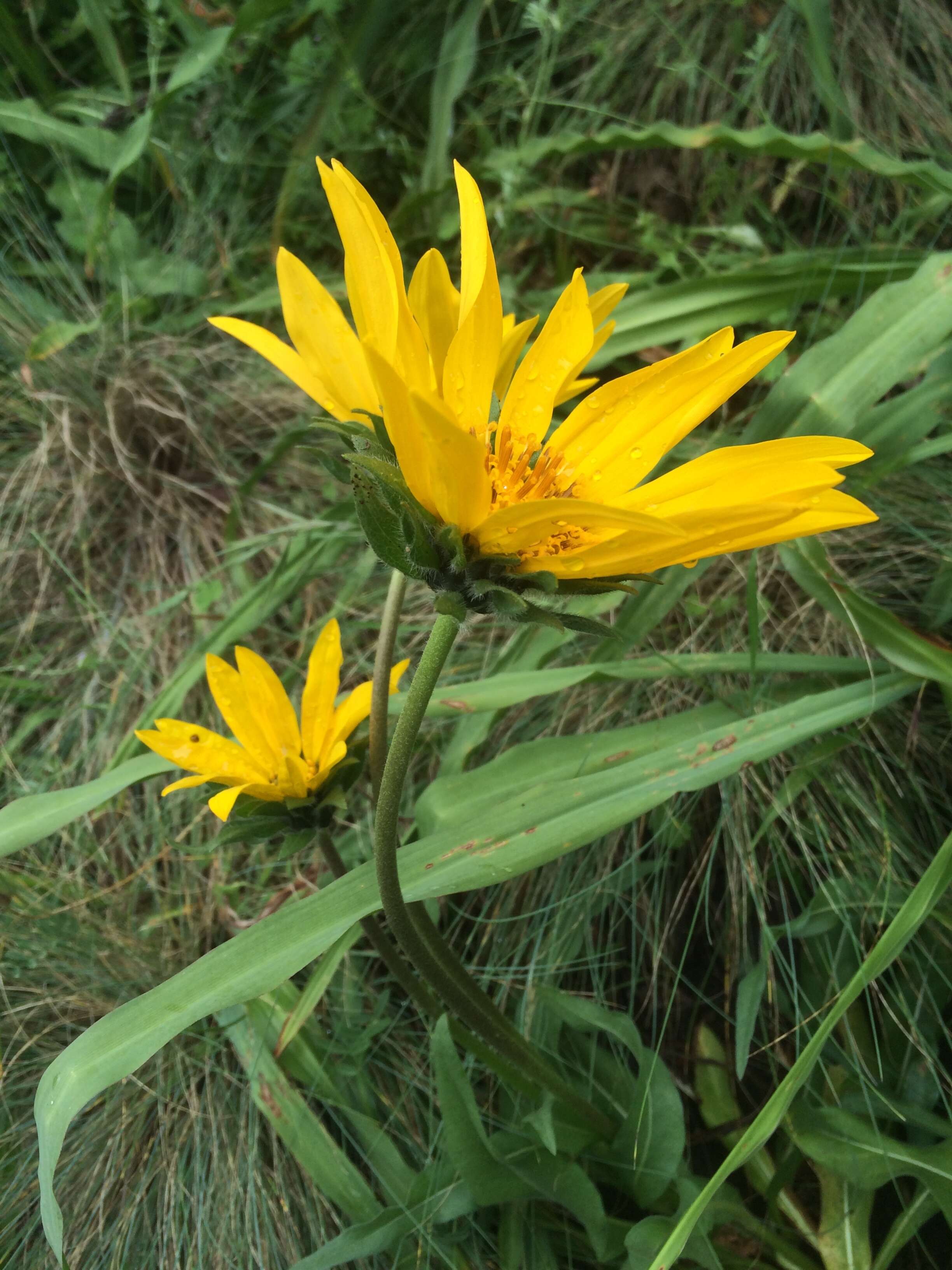 Image de Wyethia angustifolia (DC.) Nutt.