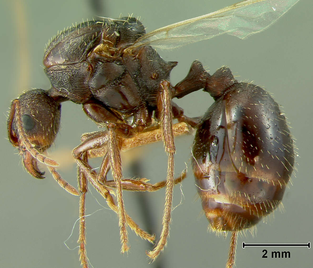 Image of Aphaenogaster geei Wheeler 1921