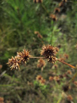 Image of Round-Head Rush