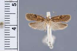 صورة Agonopterix issikii Clarke 1962