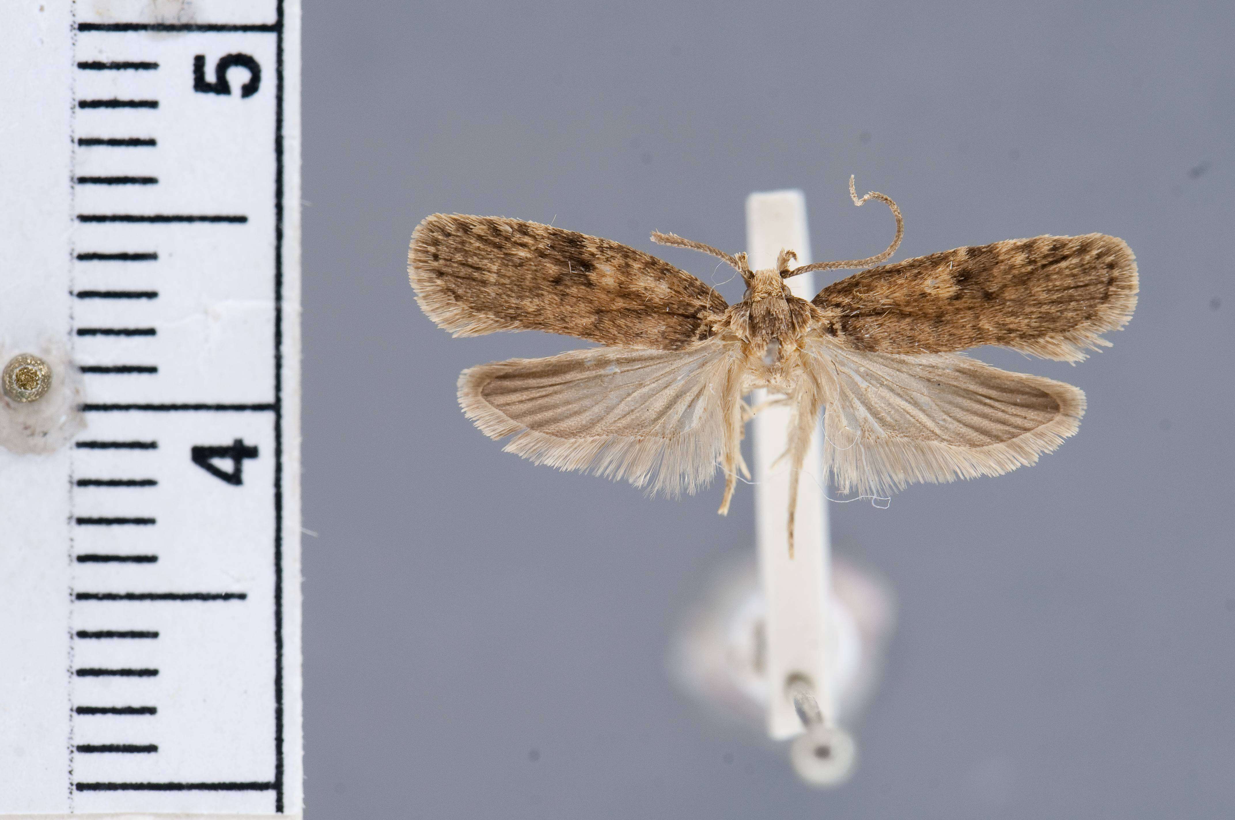 صورة Agonopterix issikii Clarke 1962