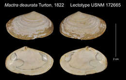 Image of Turton's wedge clam