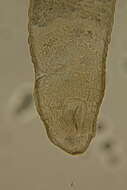 Image of Rhabdocoela