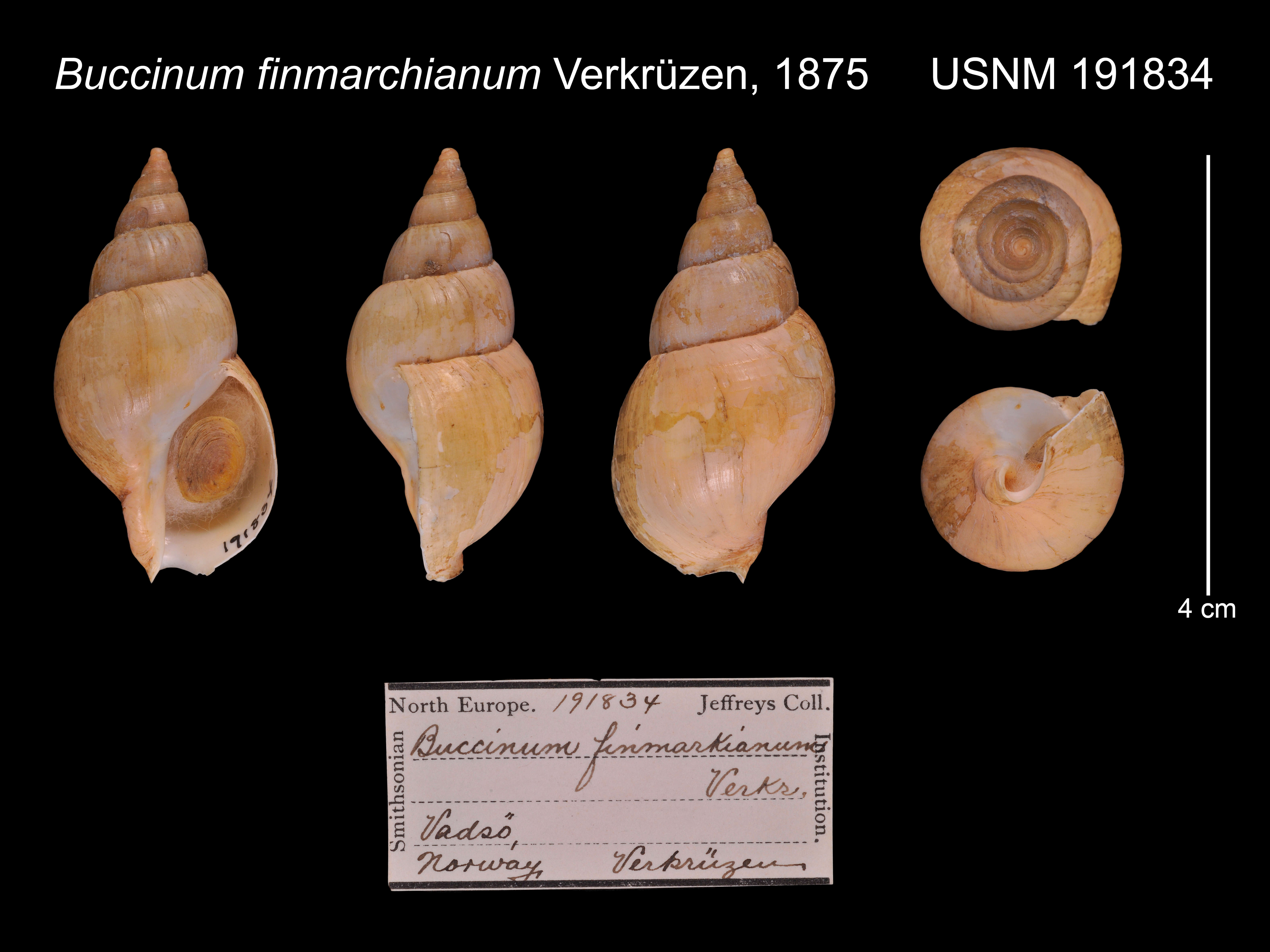 Image of Buccinum finmarkianum Verkrüzen 1875