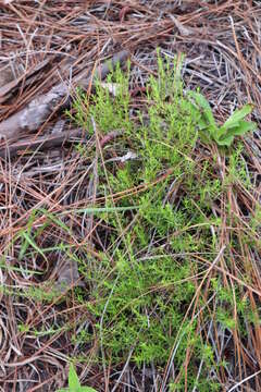 Image of sandhill St. Johnswort