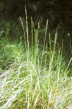 Image of Glyceria multiflora Steud.