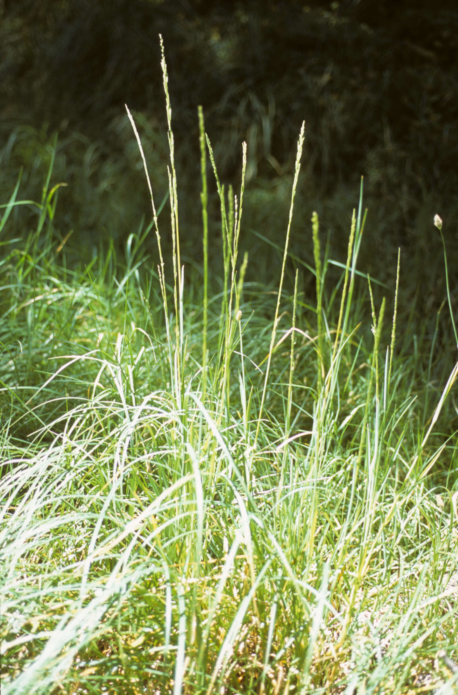 Imagem de Glyceria multiflora Steud.