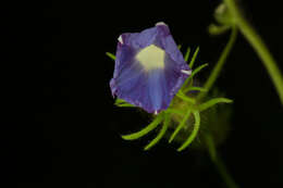 Image of whiteedge morning-glory