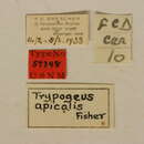 Image of Trypogeus apicalis Fisher 1936