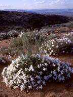 Image of pale evening primrose