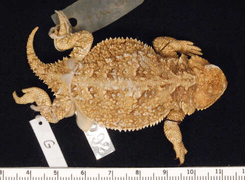 Image of Greater Short-horned Lizard