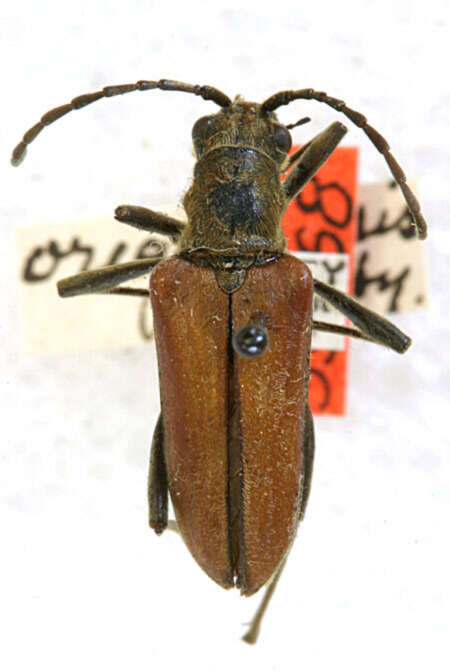 Image of Stenocorus oregonensis Casey 1913