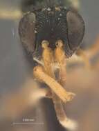 Image of Aptesis scabra Townes 1962