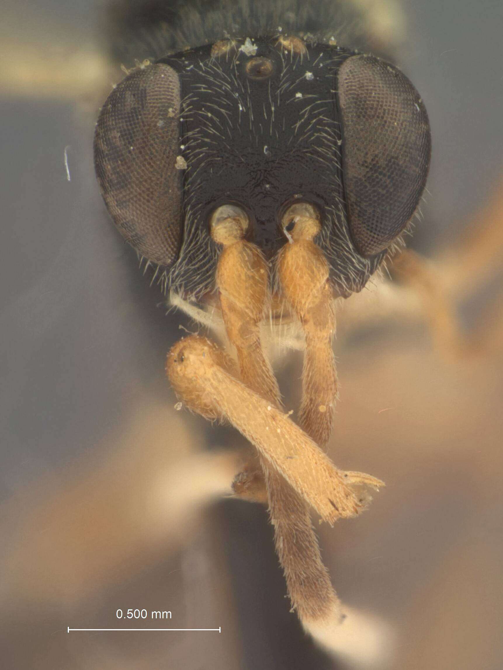 Image of Aptesis scabra Townes 1962