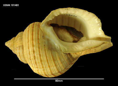 Image of Argobuccinum Herrmannsen 1846