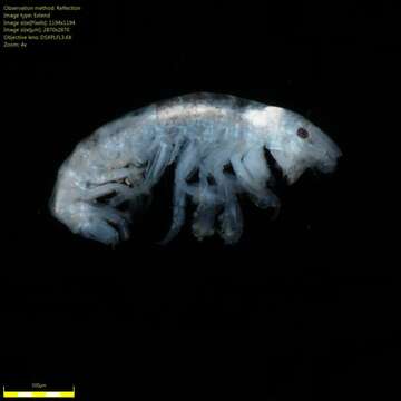 Image of Amphipoda