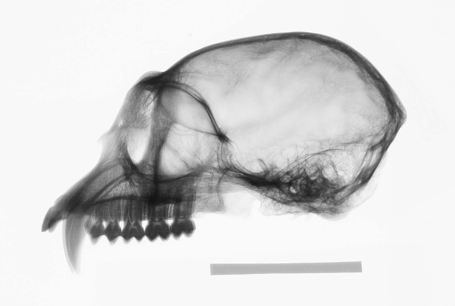 صورة Trachypithecus auratus (É. Geoffroy Saint-Hilaire 1812)