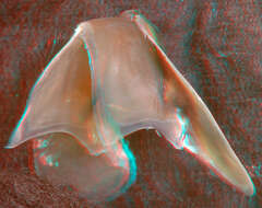 Image of arrow-finned squid