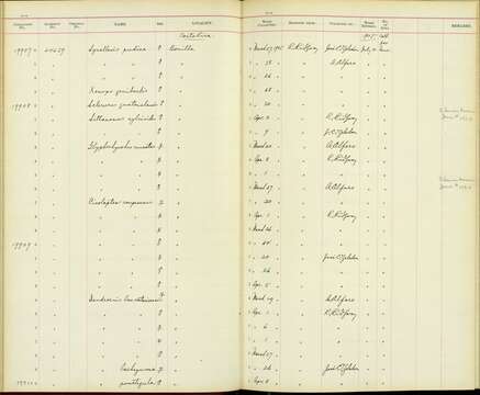 <i>Glyphorynchus spirurus sublestus</i> J. L. Peters 1929的圖片