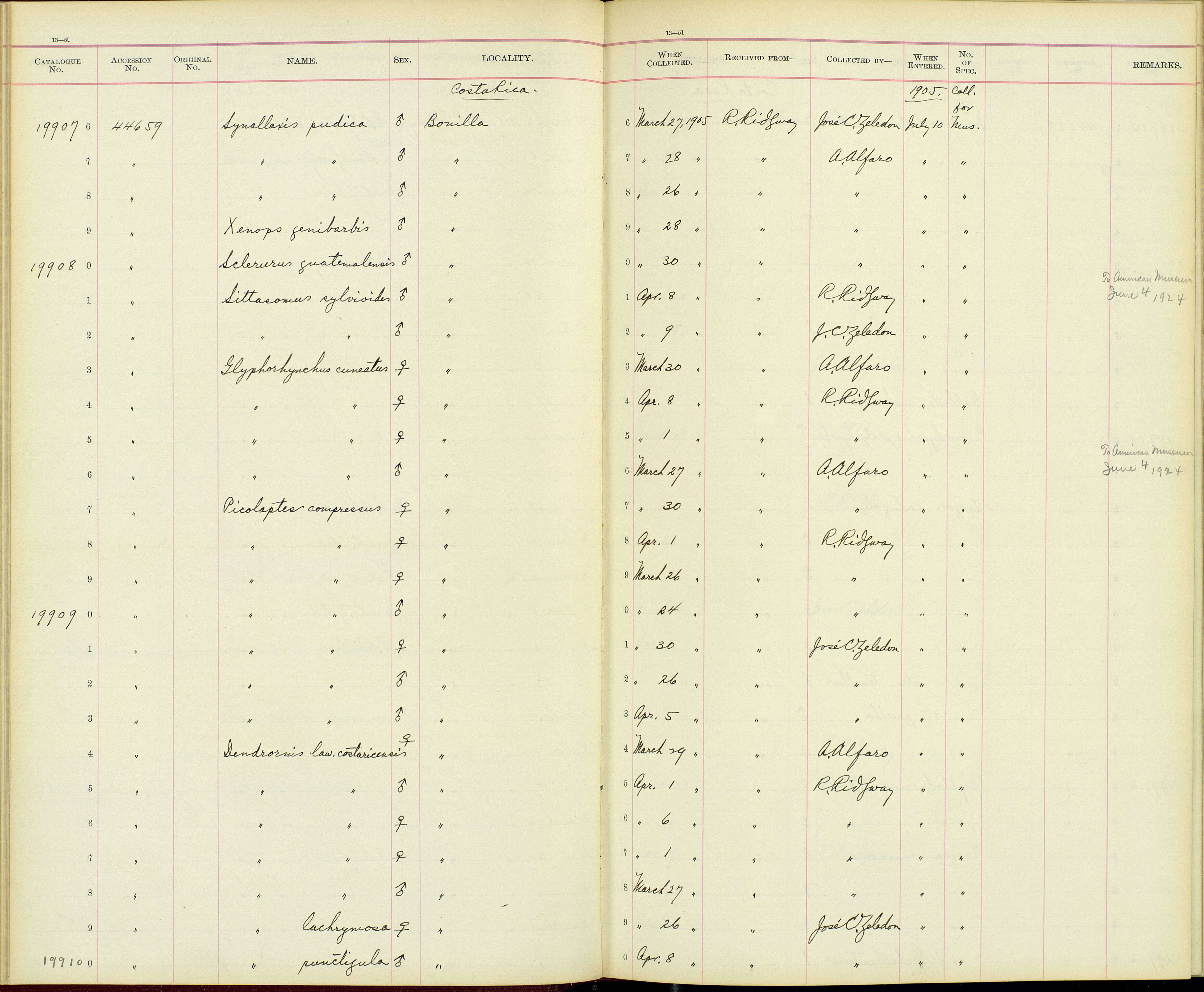 Glyphorynchus Wied-Neuwied 1831的圖片