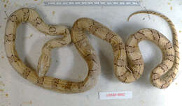 Image of Corn Snake