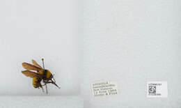 Image of Sonoran Bumble Bee