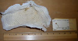 Image of Lamarck´s sheet coral