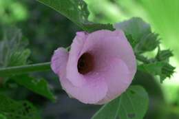 Image of lindenleaf rosemallow