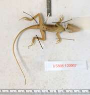 Image of Miller's Anole