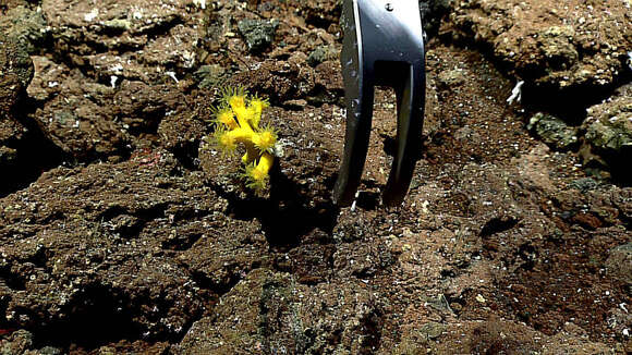 Image of Dendrophyllia de Blainville 1830