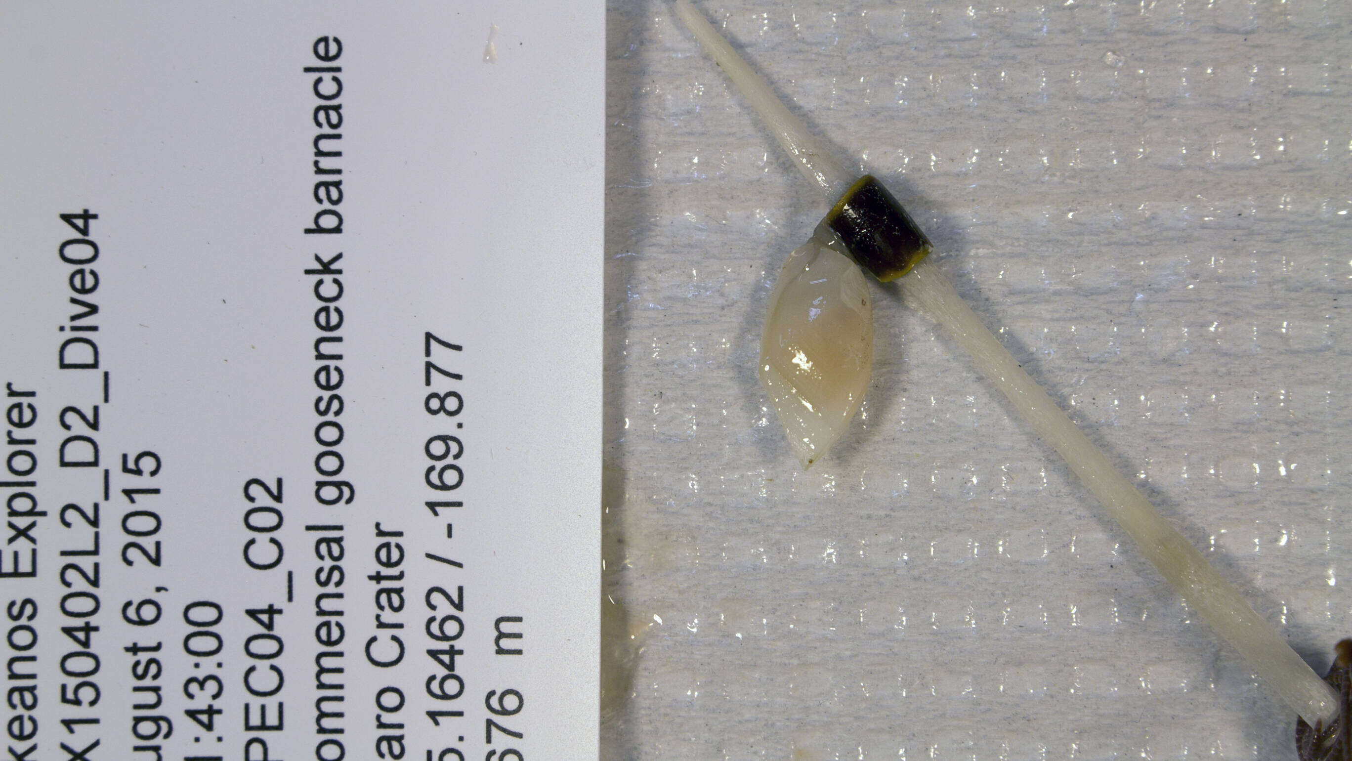 Image of Scalpellidae