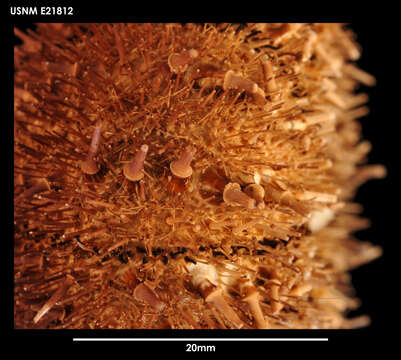 Image of Antarctic sea urchin