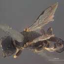 Image of Crossocerus xanthognathus (Rohwer 1911)