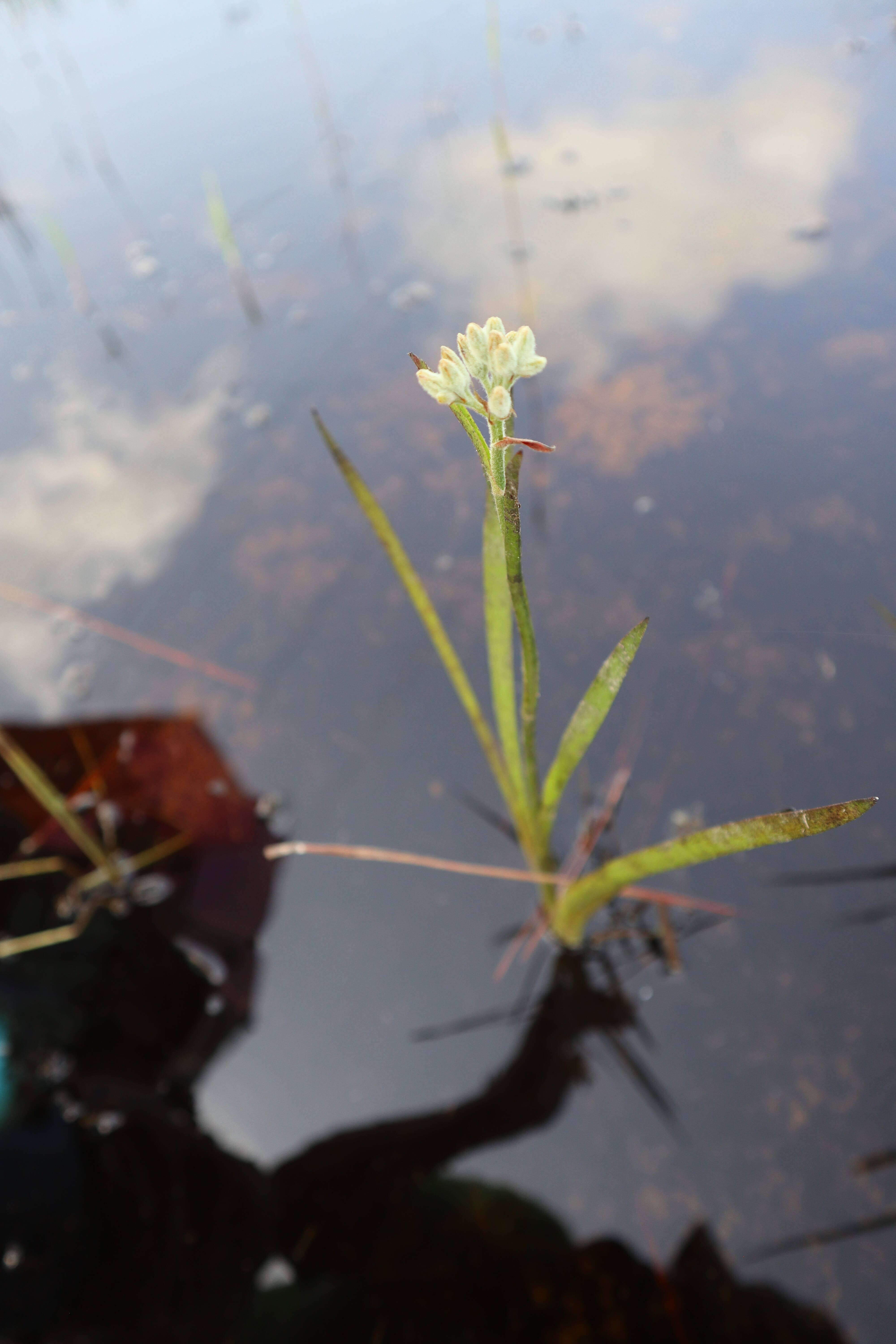 Image de Lachnanthes