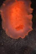 Image of Nudibranchia