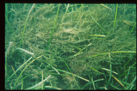 Image of Red algae