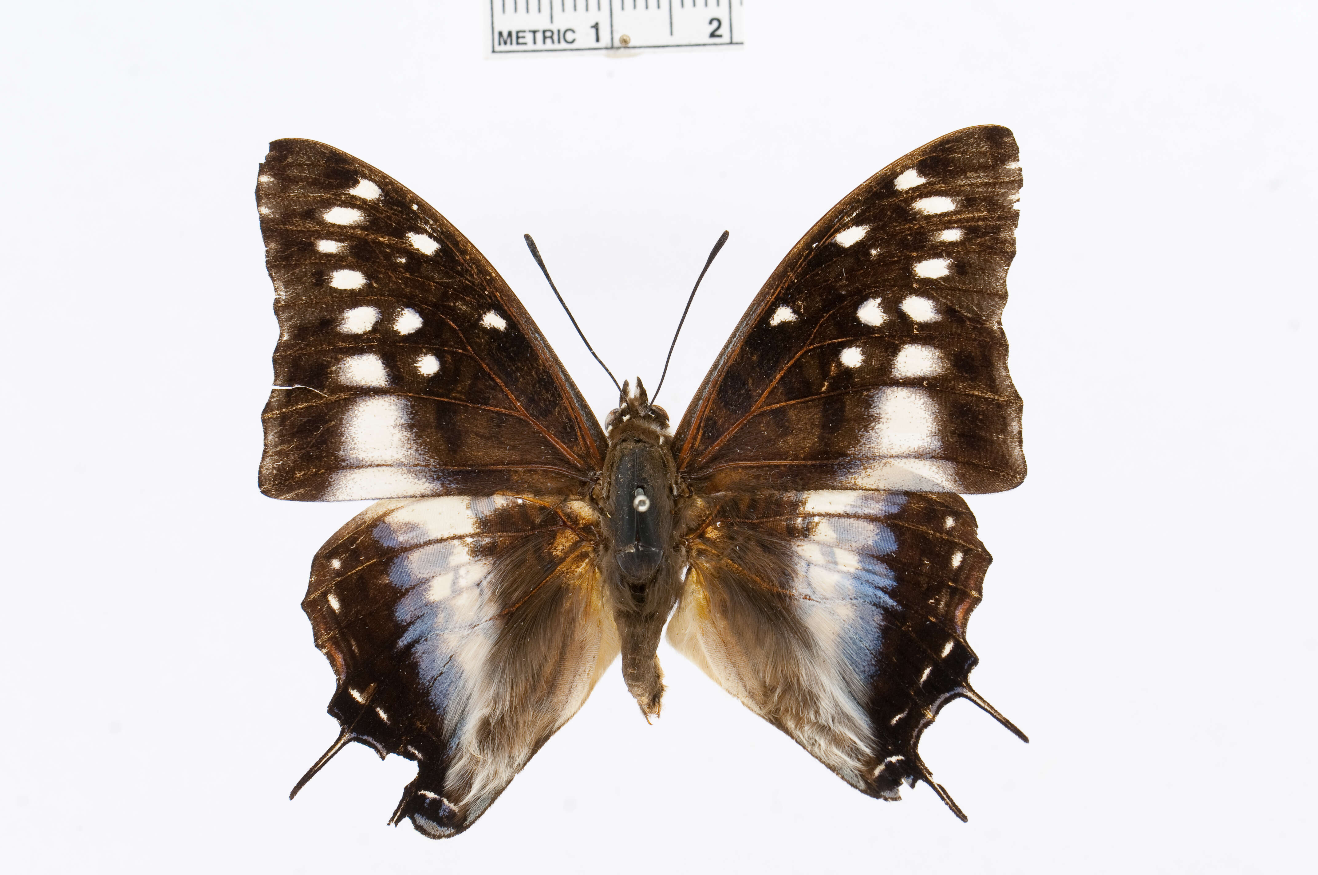 Imagem de Charaxes penricei Rothschild 1900